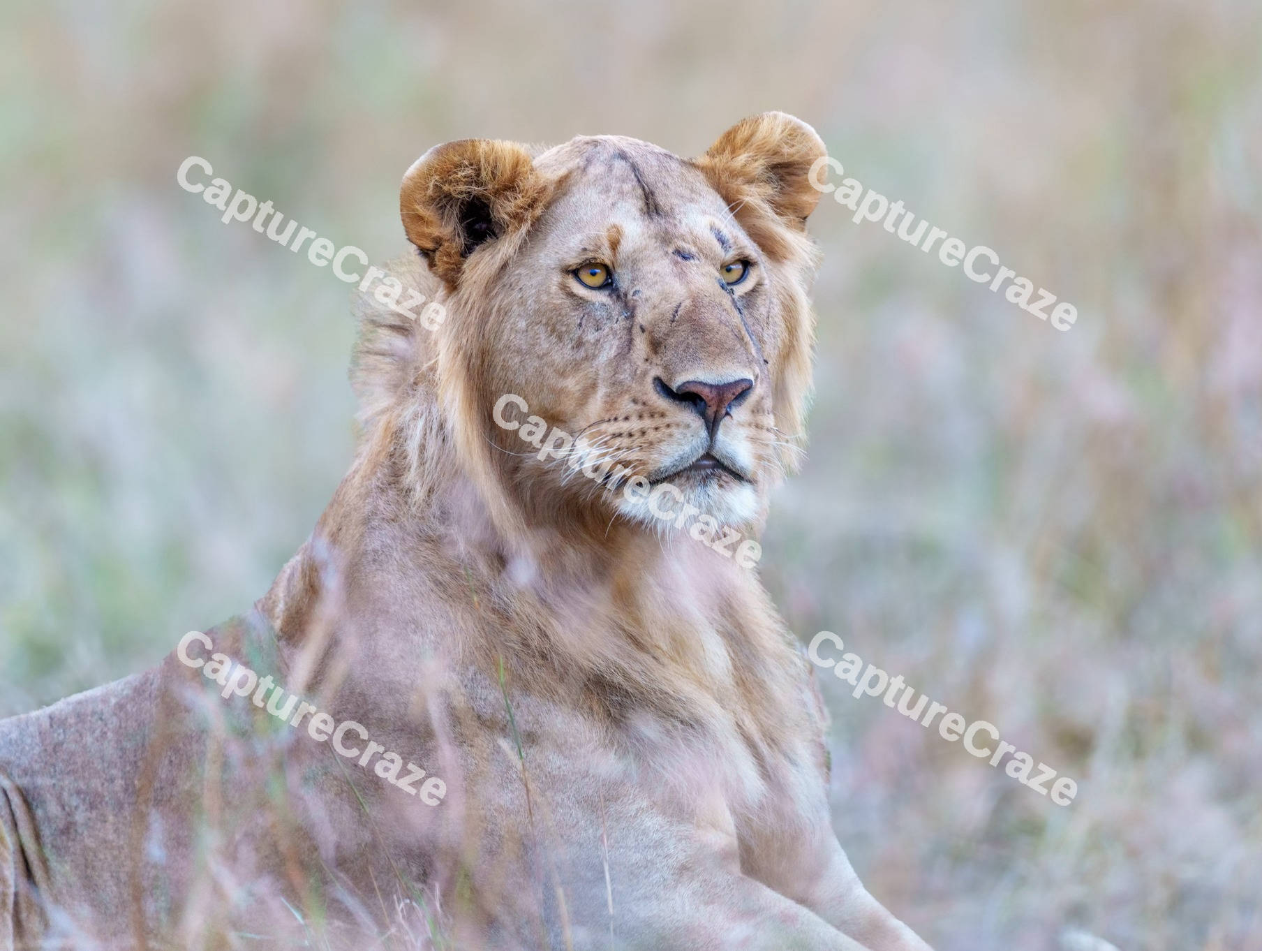 Lioness laying